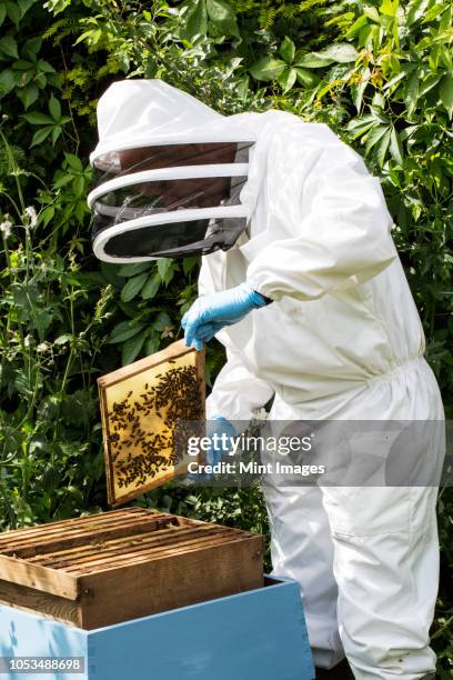beekeper wearing protective suit at work, inspecting wooden beehive. - beekeeper suit stock pictures, royalty-free photos & images