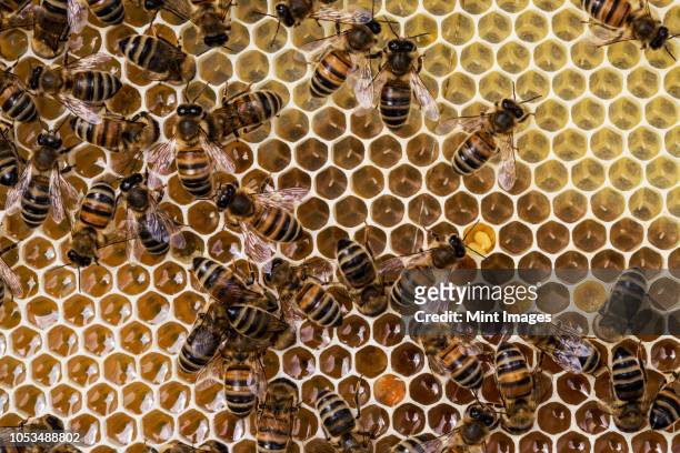 close up of bees and honeycomb in wooden beehive. - colônia grupo de animais - fotografias e filmes do acervo