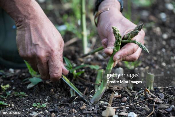 close up of person picking green asparagus in garden. - asparagus stock pictures, royalty-free photos & images