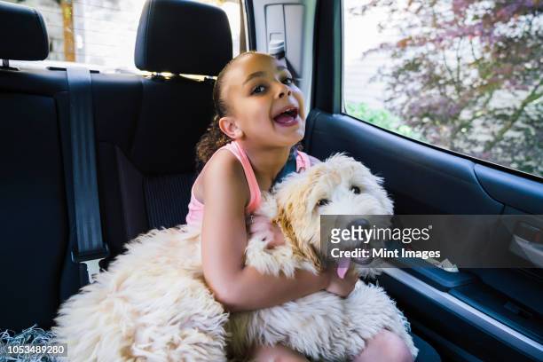 girl with labradoodle puppy in car making goofy face - naughty pet stock pictures, royalty-free photos & images
