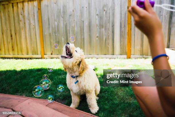 tween girl blowing bubbles with labradoodle puppy in backyard - catching bubbles stock pictures, royalty-free photos & images