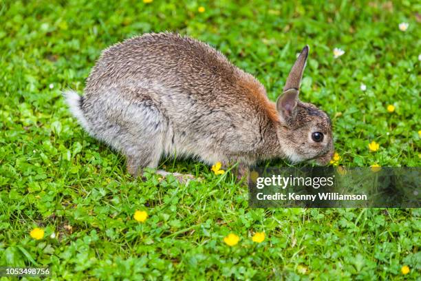 Australian Rabbit Pest 87 Rabbits Pests Stock Photos, High-Res Pictures, and Images - Getty Images