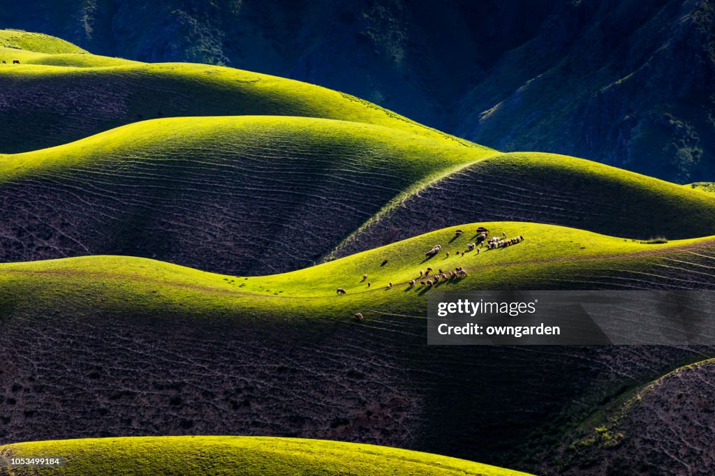 Ovejas pastando en el Prado Karajun, xinjiang, china