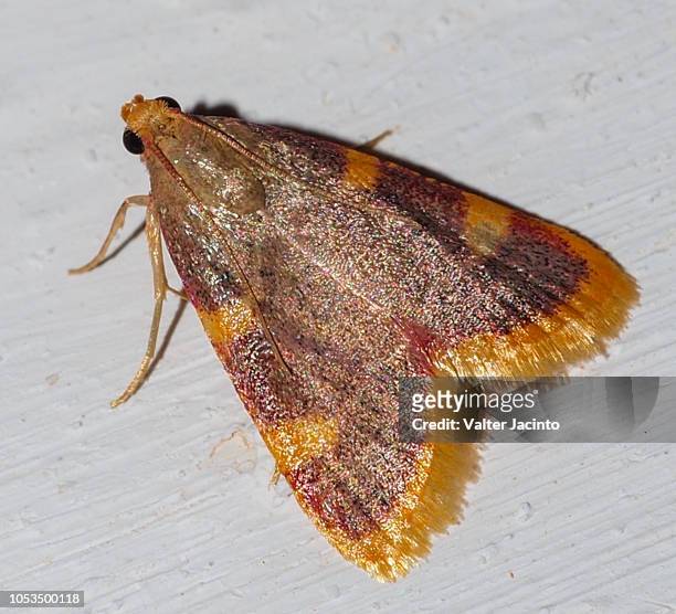 gold triangle (hypsopygia costalis) - pyralid moth stockfoto's en -beelden