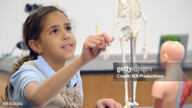 Science Classroom Skeleton Photos and Premium High Res Pictures - Getty ...