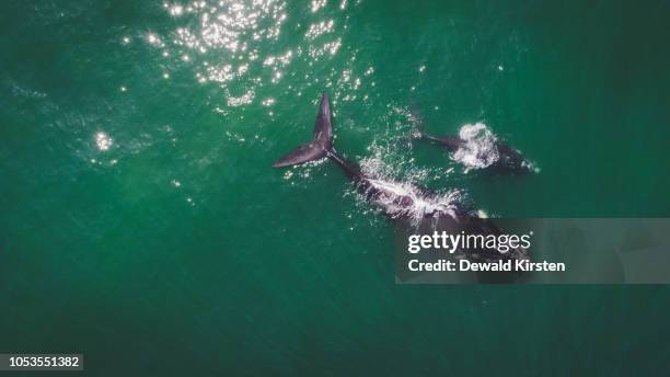 aerial view over a southern right whale and her calf along the overberg coast close to hermanus in south africa - hermanus - fotografias e filmes do acervo