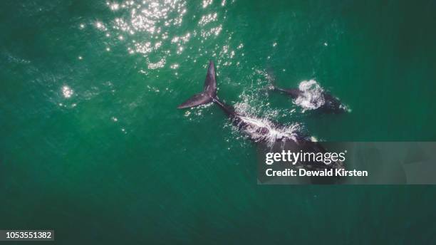 aerial view over a southern right whale and her calf along the overberg coast close to hermanus in south africa - hermanus bildbanksfoton och bilder