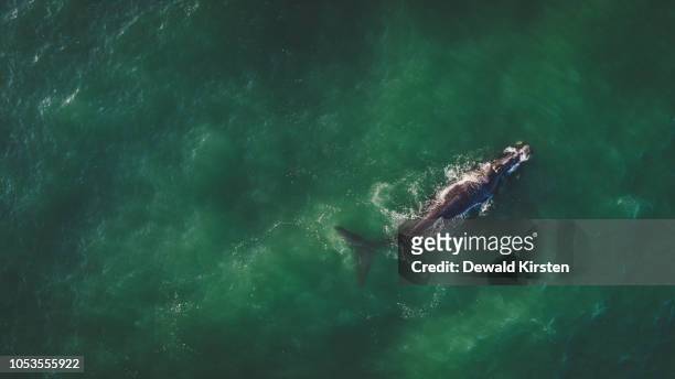 aerial view over a southern right whale and her calf along the overberg coast close to hermanus in south africa - southern right whale stockfoto's en -beelden