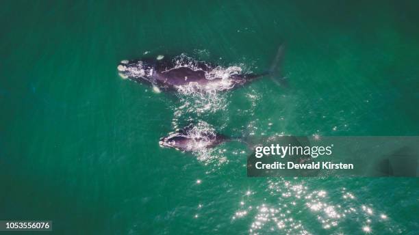 aerial view over a southern right whale and her calf along the overberg coast close to hermanus in south africa - southern right whale stockfoto's en -beelden