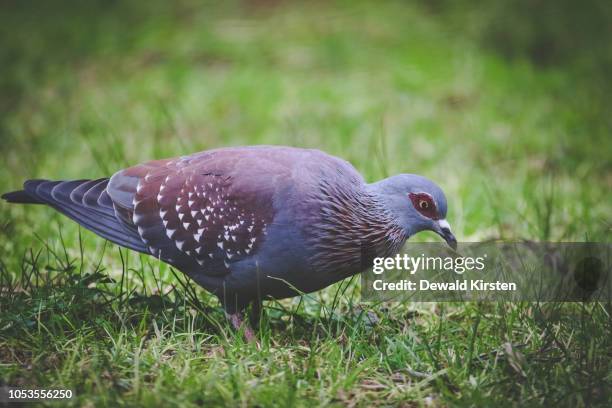 close up image of a rock pigeon walking on a green lawn - south lawn stock pictures, royalty-free photos & images