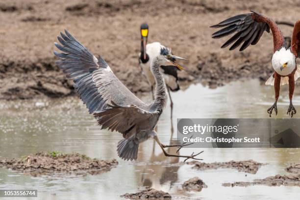 a grey heron, a fish eagle and a saddle billed stork all hunting/fishing in the wetlands. kanga pan, mana pools national park, zimbabwe - african fish eagle fotografías e imágenes de stock