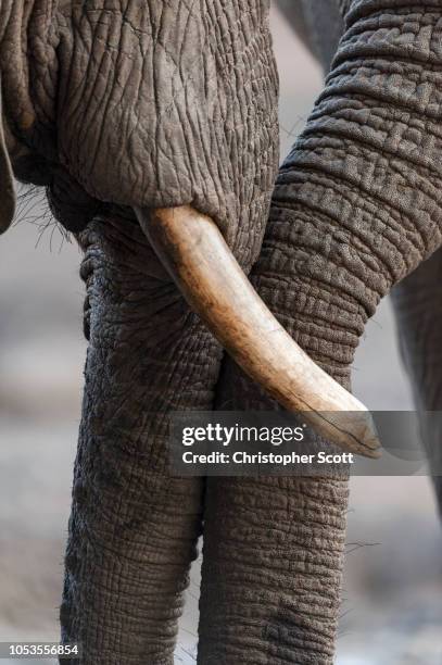 the african bush elephant (loxodonta africana), kanga pan, mana pools national park, zimbabwe - elephant trunks hugging bildbanksfoton och bilder