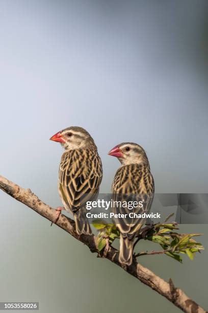 red-billed quelea , zakouma national park, chad - red billed queleas stock pictures, royalty-free photos & images