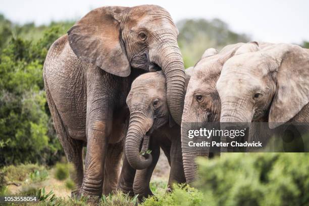 african elephant herd with tuskless matriarch, addo elephant national park, eastern cape, south africa - african elephant bildbanksfoton och bilder