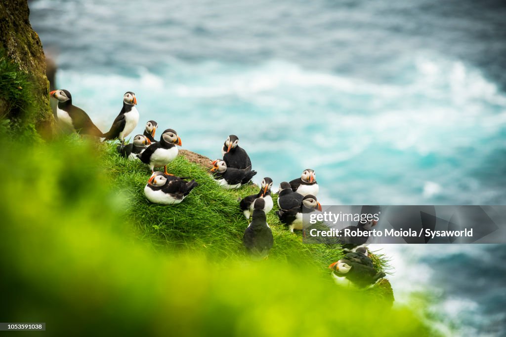 Atlantic puffins on cliffs, Faroe Islands