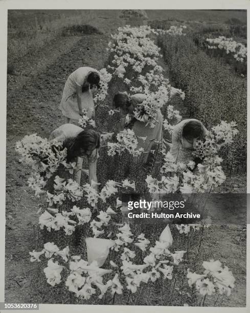 Women picking lilium candidum, a popular Madonna Lily, at the lily farm at Felsted, Essex. 140 varieties of beautiful lilies are grown at thefarm,...
