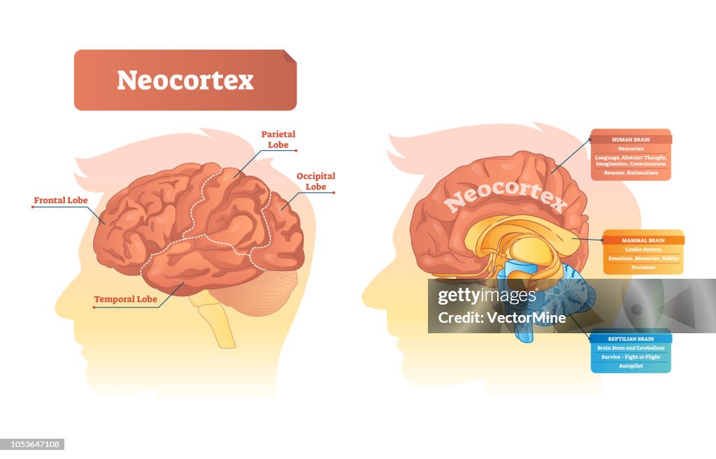 Neocortex Vector Illustration Labeled Diagram With Location And ...