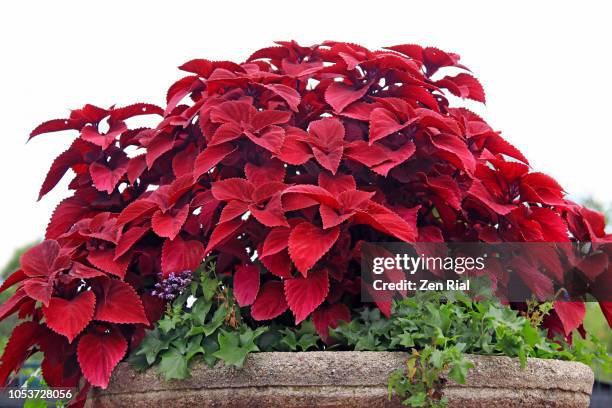 red coleus and green ivy in a large concrete planter - coleus stock pictures, royalty-free photos & images