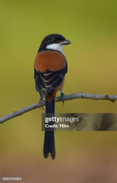 long-tailed shrike, vertical image. - lanius schach stock pictures, royalty-free photos & images