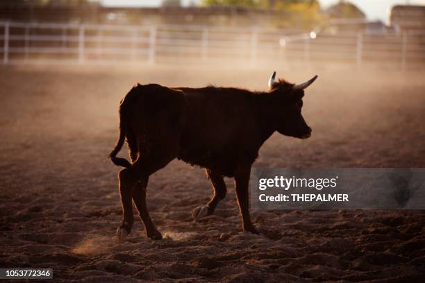 Empty Rodeo Background 60 Rodeo Arena Empty Stock Photos, High-Res Pictures, and Images ...