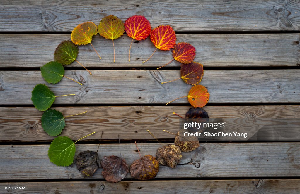 A life cycle of leaves.