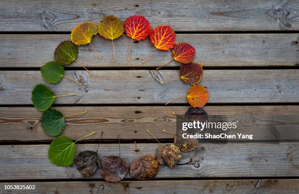 a life cycle of leaves. - ciclo de vida imagens e fotografias de stock