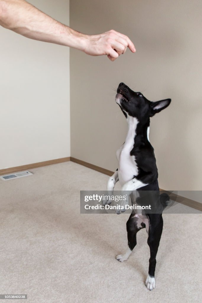 Three month old Basenji (Canis Familiaris) puppy rearing up to get treat from owner, Covington, Washington State, USA