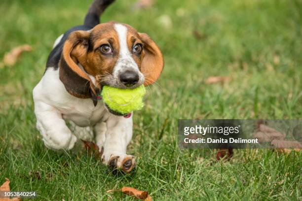 three month old basset puppy carrying tennis ball in yard, maple valley, washington state, usa - バセット犬 ストックフォトと画像