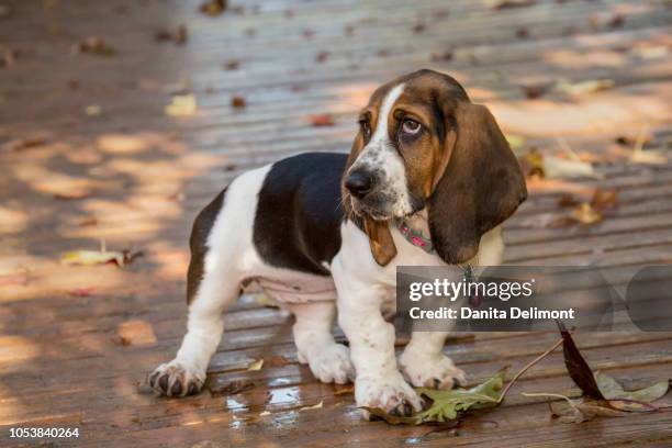 three month old basset puppy posing in patio, maple valley, washington state, usa - basset hound stockfoto's en -beelden