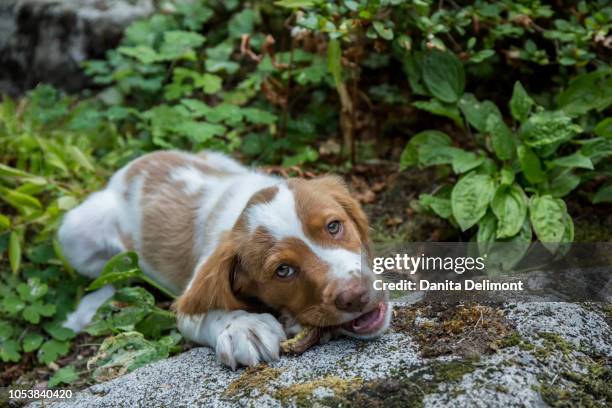 two month old brittany spaniel enjoying chew stick, issaquah, washington state, usa - ブリタニースパニエル ストックフォトと画像