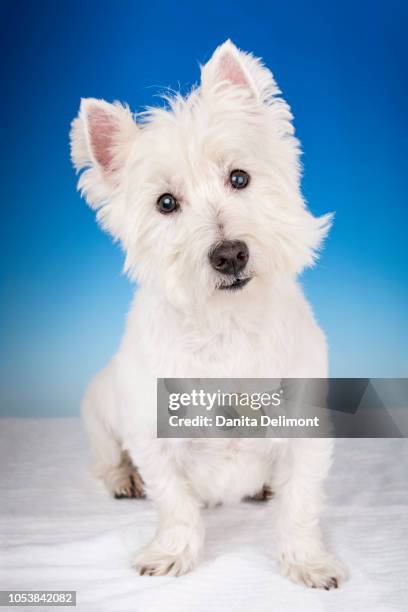 51 347点のテリア犬のストックフォト Getty Images 51 347点のテリア犬のストックフォト Getty Images