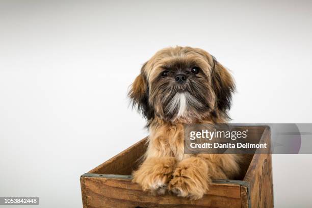 five month old shih tzu (canis familiaris) puppy sitting in wooden box - puppy crate stock pictures, royalty-free photos & images
