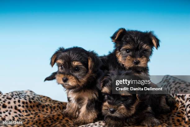 three yorkshire terrier puppies, sometimes called teacup yorkies - terrier du yorkshire photos et images de collection