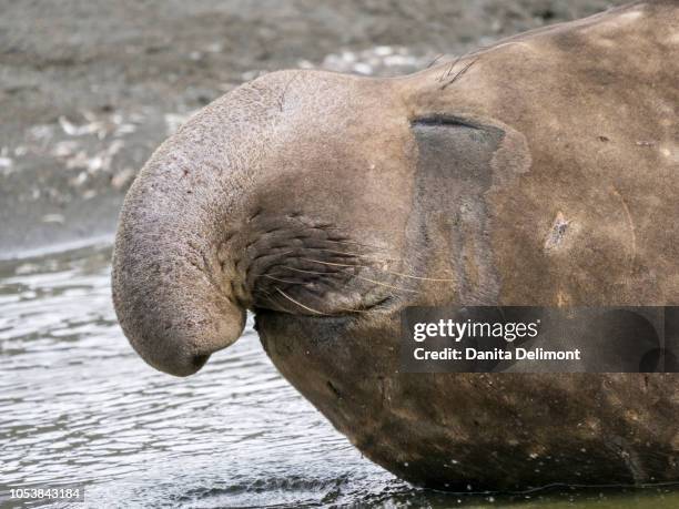 southern elephant seal (mirounga leonina) bull on beach, gold harbor, south georgia, antarctica - elefante marinho meridional imagens e fotografias de stock