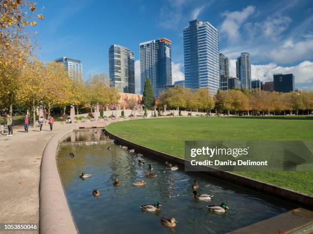 ducks swimming in pond in bellevue downtown park, bellevue, king county, washington state, usa - bellevue washington state stock pictures, royalty-free photos & images