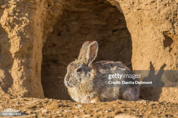 watchful cottontail rabbit (sylvilagus) sitting in front of den, lincoln county, wyoming, usa - rabbit burrow stock pictures, royalty-free photos & images