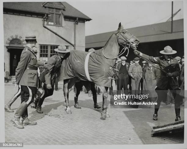 The Mounties ' Mounts Arrive, The horses for the Coronation contingent of the Royal Canadian Mounted Police arrived at Surrey Commercial Docks and...