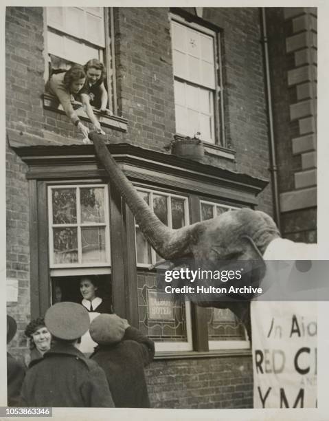 Trunk Call', A 'trunk call' at Towcester, Northants, when an elephant paraded the town collecting for the Red Cross and the Y.M.C.A. - The elephant...