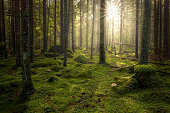 Green mossy forest with beautiful light from the sun shining between the trees in the mist.