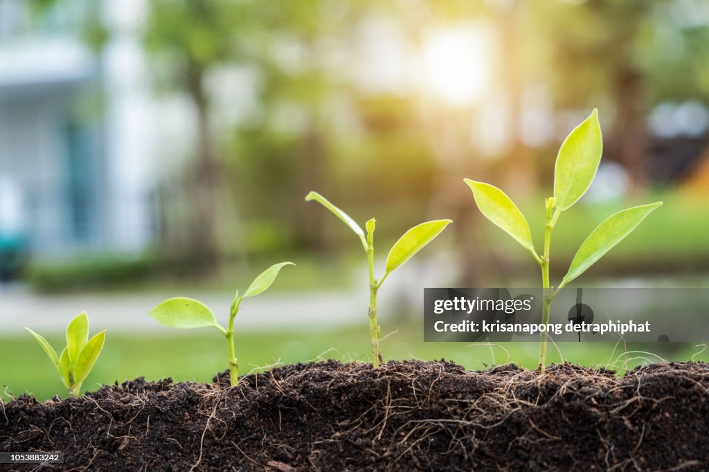 Hand planting seeding growing step in garden with sunshine