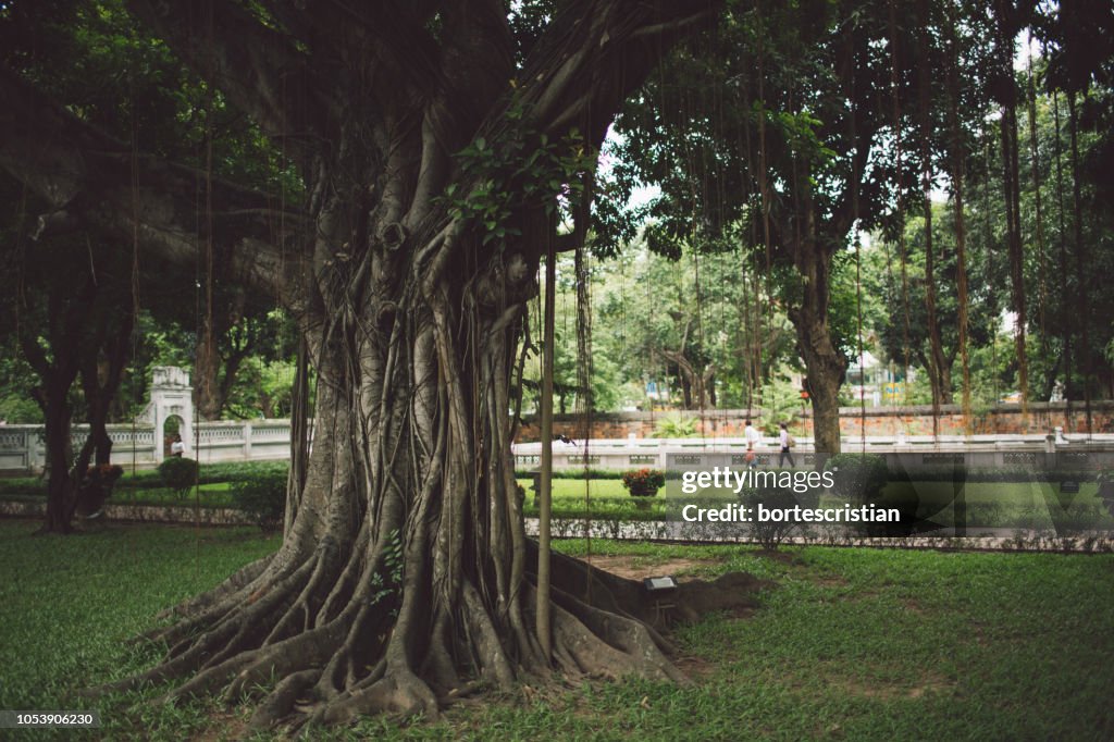 Trees In Park