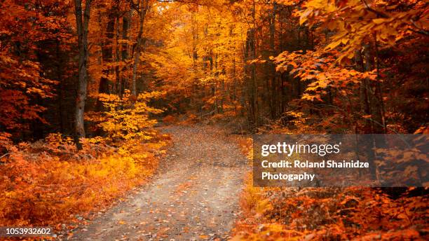 on the way to muskoka, ontario, canada. - canada leaf stock pictures, royalty-free photos & images