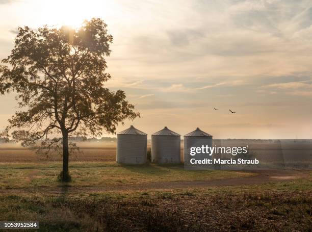 farm silos at foggy sunrise - rural illinois stock pictures, royalty-free photos & images