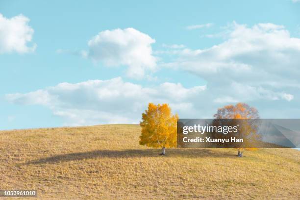 autumn tree growing in rural landscape - 2 dramatic landscape stock pictures, royalty-free photos & images