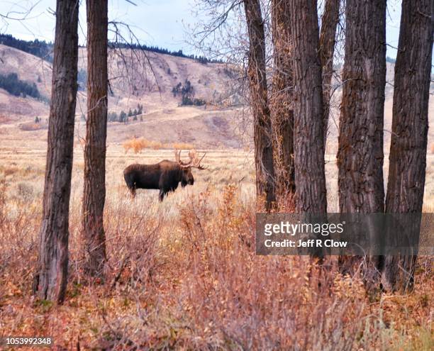 bull moose in jackson hole - bull moose jackson stock pictures, royalty-free photos & images