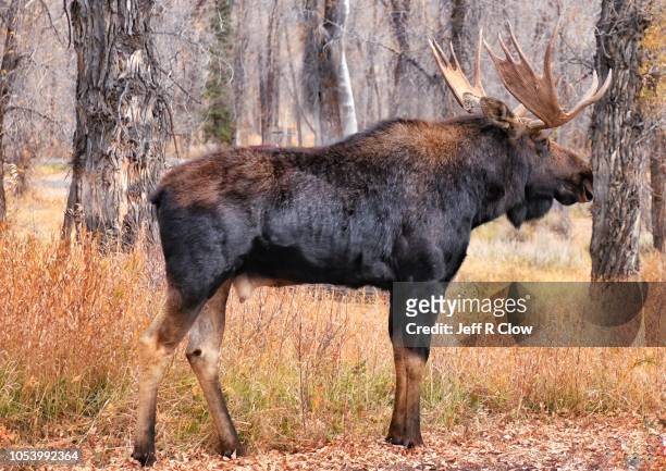 large bull moose in jackson hole - bull moose jackson stock pictures, royalty-free photos & images