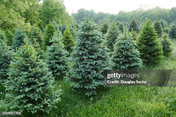 evergreen tree farm - azienda arboricola da legno foto e immagini stock