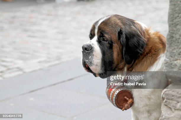 saint bernard dog - bernhardiner stock-fotos und bilder