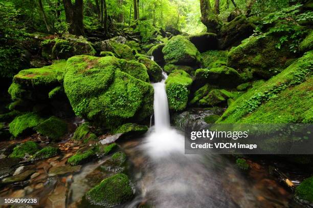 gegok vd700 moss - bohemia czech republic - fotografias e filmes do acervo