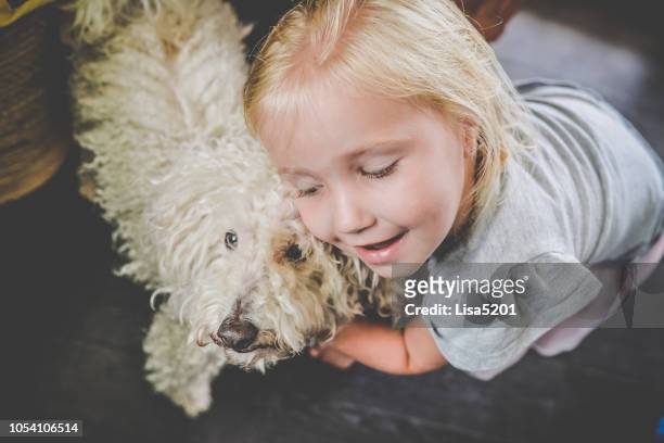 hund kärlek - leksakshund bildbanksfoton och bilder